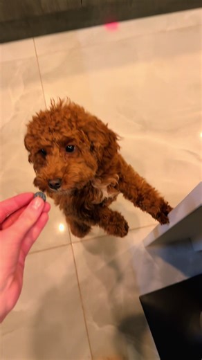 When foods about Poppys never far!! But how can you say no to that cute face #cutedog #cockerpoo #poppy #blueberry #puppydogeyes