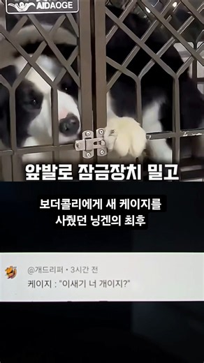 보더콜리에게 새 케이지를 사줬던 닝겐의 최후 #SHORTS