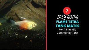 7 Interesting Flame Tetra Tank Mates Ideas For A Community Tank
