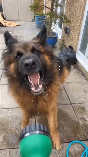 Real growling dog 🐕 Powerful sound and raw emotion.#growlingdog #realdog #dogsound #angrydog