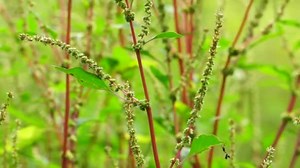 Thorny Amaranthus Amaranthus Spinosus Spiny Amaranth Spiny Pigweed Prickly Amaranth