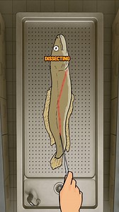 The Mystery in the reproduction of eels #education #animals | Mista Investigator