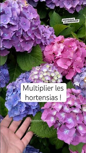 Comment bouturer les hortensias de juin à septembre. #hortensia #horticulture #jardin #jardinage