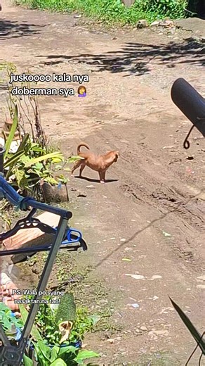 Malaki ang Akala, Mabangis ang Pusong Aso!