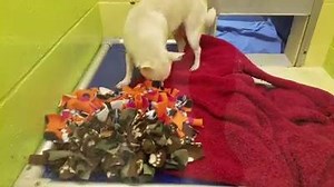 26K views · 456 reactions | We need Snuffle Mats! Cold temperatures...
