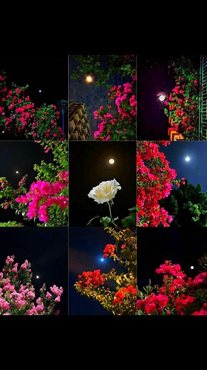 Beautiful flower | BD JOBS | Facebook