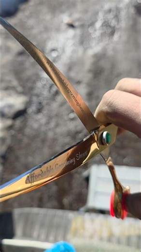 After sharpening results of curved grooming shears. Cut Test is quality all day.