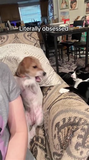 Cat and Dog #cat #catsoftiktok #funnyvideos #funnycat #funnydog
