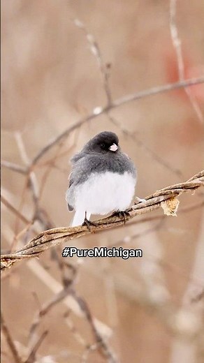 Dark-Eyed Junco in Michigan Snow! ❄️🪶 Cute Winter Bird