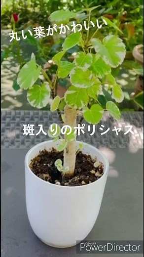 斑入りのポリシャスを植え替えてみた #観葉植物 #植物 #植物のある暮らし #ポリシャス #植え替え