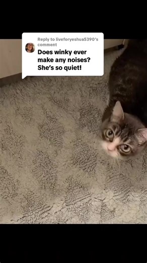 Winky is very loud actually All the funny noises my dwarf cat makes | Winkythedwarfcat