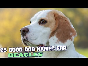 25 Good Beagle Dog Names