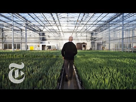 Aalsmeer Flower Auction Fights the Clock | The New York Times