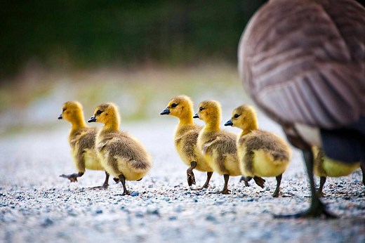 The Top 8 Melt Your Heart, Most Adorable Birds in the World