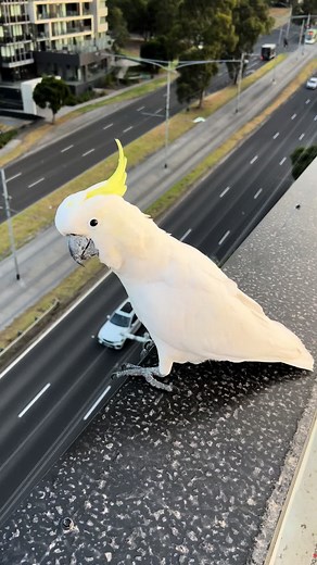 One of the rope access problems in Australia. #ropeaccessworkermelb #ropeaccesstechnician #aussie