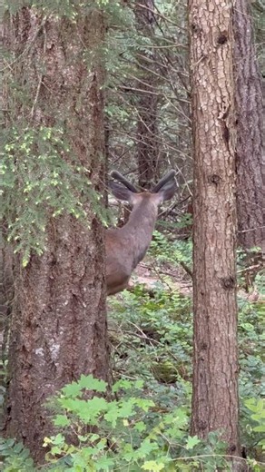 Nature’s Quiet Moments at Ross Lake