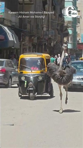 Runaway ostrich leads chase down Egyptian streets