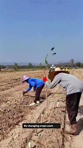 The Reason Farmers Rotate Crops