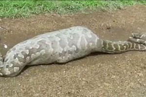 18-Foot-Long Python Swallows New-Born 'Nilgai' in UP's Fatehpur, Villagers Rush to Witness Rare Sight