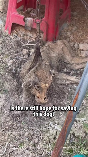 Hope for Abandoned Dogs: Inspiring Stories and Care