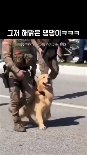 그저 해맑음 ㅋㅋㅋㅋ 놀러가냐고 ㅋㅋㅋㅋ#유머 #웃긴 #웃긴영상 #귀여운강아지