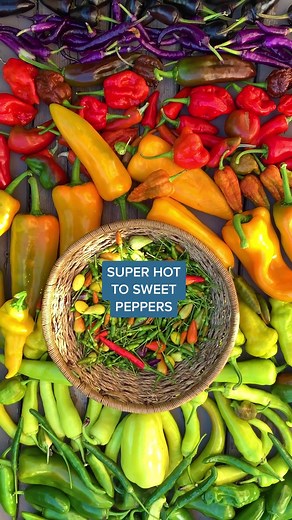 Varieties of Peppers: From Super Hot to Sweet