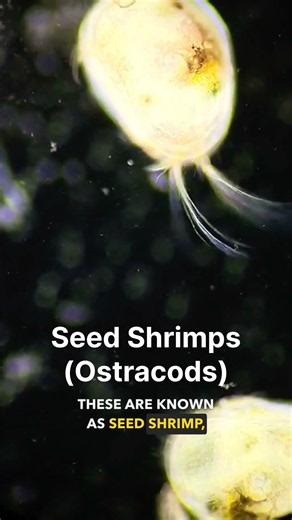 Small Alien like Creatures in my Goldfish Tank #fish #aquarium #goldfish #shorts #shortvideo #pets