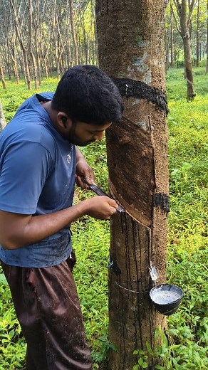 217K views · 3.5K reactions | റബ്ബർ വെട്ട് പഠനം ഭാഗം 3﫰珞 Stay out of negativity 﫰落 #highlights2025 #followerseveryonehighlights #followerseveryone #viralreelsfacebook #viralreelschallenge #trendingreel #rubberfarming #teacher #trend #rubber #learning #learner #beginner # #staypositive #staysafe | കാട്ടുവാസി | Facebook