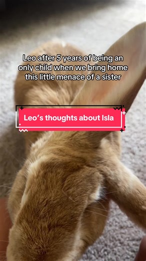 Flemish Giant Rabbit Welcomes Golden Retriever Puppy