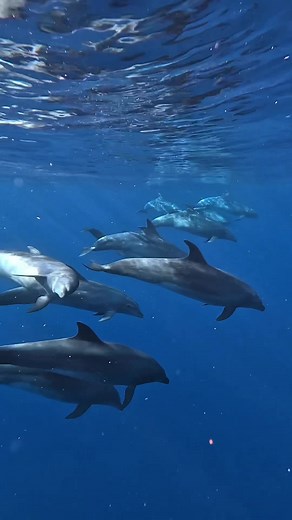 Discovering Curious Dolphins in Hawaii's Ocean