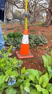 50K views · 313 reactions | What’s happening here? Our horticulturist...