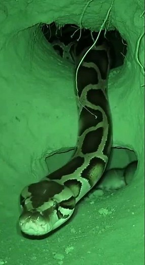 Caught on Camera: The Moment a Snake Enters a Mouse Nest — Nature’s Raw Survival. #nightvision