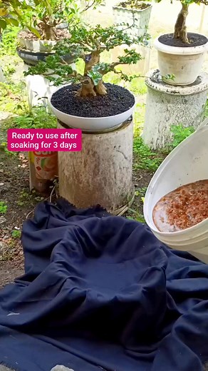 Ready to use after soaking for 3 days #cocopit #mediacangkok #mediatanam #bonsaitree | Karimun Java