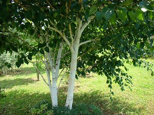 Betula utilis - Alchetron, The Free Social Encyclopedia
