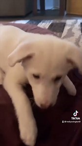 Puppy socialization is not just about playing with other puppies or being petted by humans. Practicing body handling, introducing novel objects, and desensitizing puppies to sounds are all key steps for ensuring that puppies are comfortable in all situations. The goal is to create fun and positive experiences, not just any ordinary exposures! In this video, KPA CTP Holly Ovington (Positive Paws Training) demonstrates how to expose your puppy to a multitude of situations and environments. Interes