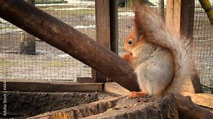 The red squirrel or Eurasian red squirrel is a small cute animal that lives in the forests, parks and cities of Eurasia. Odessa region (Ukraine).