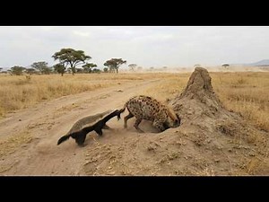 Honey Badger Keeps Biting And The Hyena Finally Backs Off From Her Den