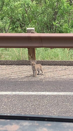 Baby Bobcat Hybrid: Pet Bobcat Rescue in New Mexico