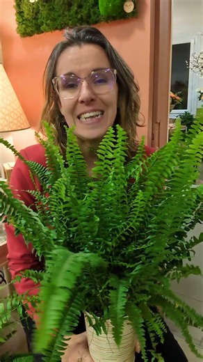 Where to put your #Boston fern 🪴