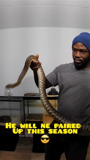Pairing My Carpet Python This Season 👀🐍 #exoticpets #snake #jahlife_Exotics #carpetpython #reptile