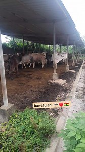 38K views · 1.7K reactions | I witness the amazing gift of Allah and nature ! The cattle had just given birth and it starts walking from day one. look at how the other cattles related and reacted when they saw the new calf. | Hawa Fulbeh | Facebook