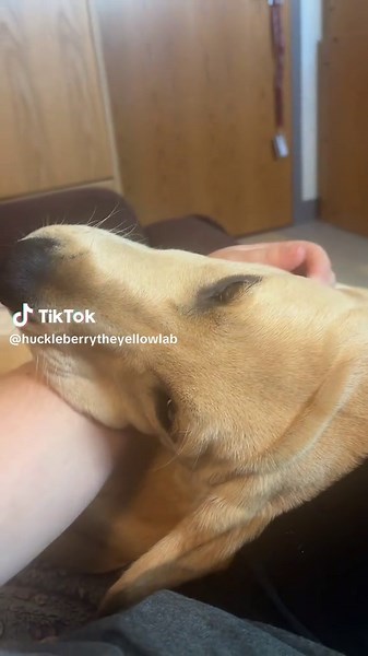 it would be impossible 🥹#yellowlab #labradorretriever #fyp #myworld #puppy