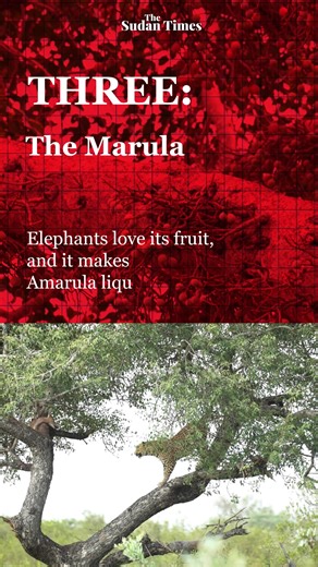 Do you know these African trees? #Africa #Nature #Trees | The Sudan Times