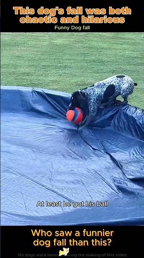 Try Not to Laugh: A Collection of Doggo Fails🐶#dog #fyp #funny #funnydogvideo
