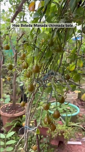 Lemon Vine…Pereskia Aculeata ಲೆಮನ್ ಕ್ರೀಪರ್!
