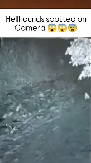 creepyzone on Instagram: "Hellhounds are famous creatures from myths and legends all around the world. They are usually described as huge, black dogs with glowing red or yellow eyes that look terrifying in the dark. Many stories say they are linked to the supernatural—sometimes guarding the gates of the underworld, other times appearing as a sign of death. People claim that their arrival is sudden and chilling… a shadow in the night, with the smell of sulfur in the air, or the sound of heavy foo