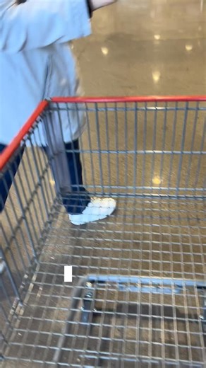 1K views | Just a little Costco haul for the week All organic. All Bright Side. All love. #BrightSideCafeAZ #CafeVibes #CostcoRun #OrganicMilk #CoffeeLovers #ASMR | Bright Side Cafe | Facebook