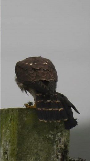 Bird Spotlight: Merlin with its Prey and ID Tips #birding #birds #merlin #birdwatching
