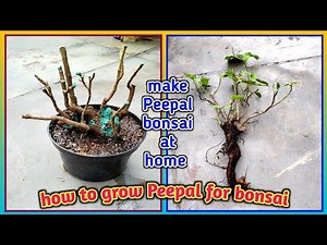 How to grow Peepal for bonsai.bonsai for beginners | My Terrace Garden ‪@Baghwani695‬