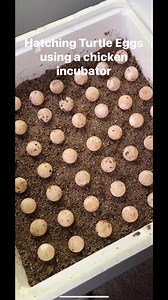 Hatching Turtle Eggs in a Chicken Incubator #turtle #wildlife #incubator #farmlife #homestead #eggs | PawPaw Ridge Homestead